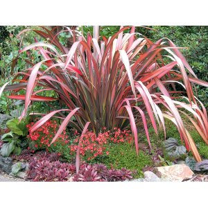 Kordylína (Cordyline) ´SOUTHERN SPLENDOUR´  výška 50-70 cm, kont. C5L (-12°C)